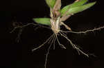 Tapered rosette grass